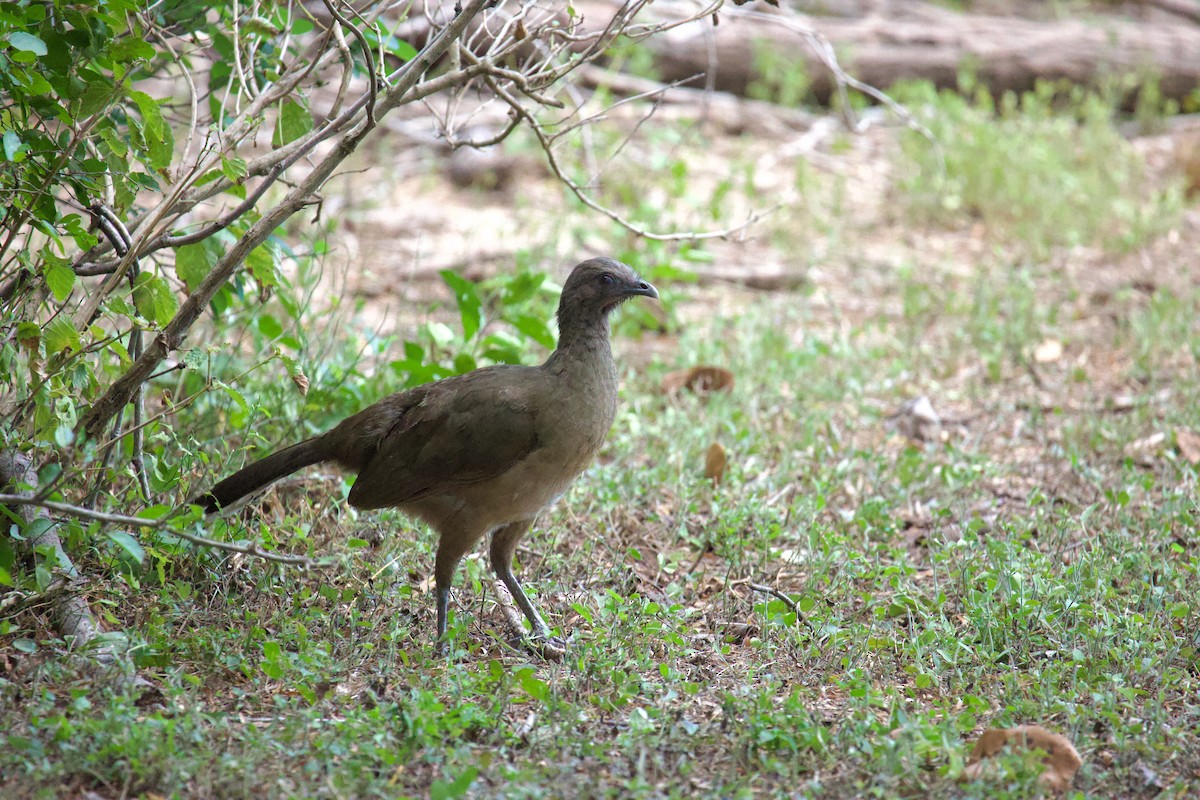Plain Chachalaca - ML641418240