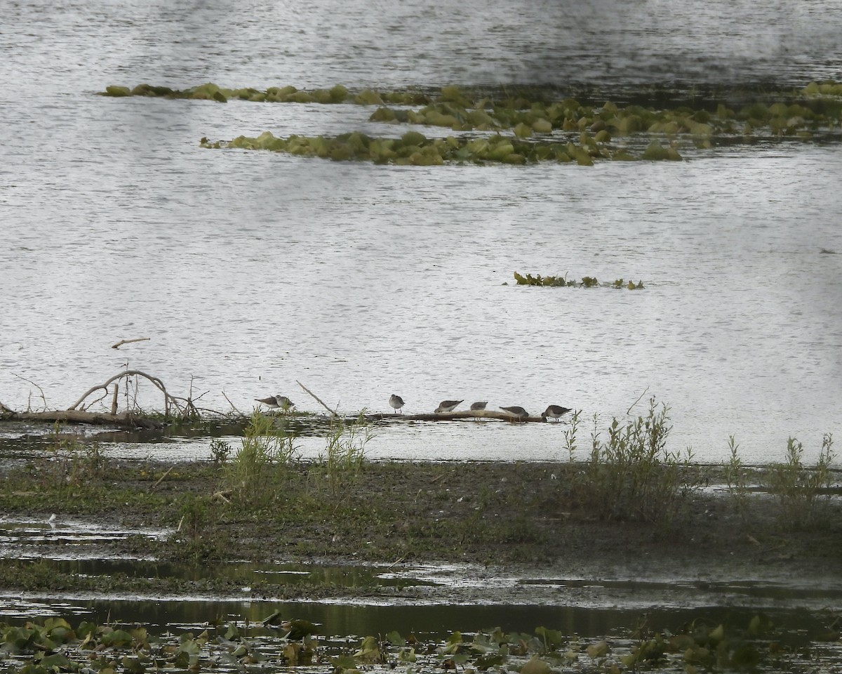 Lesser Yellowlegs - ML641418244
