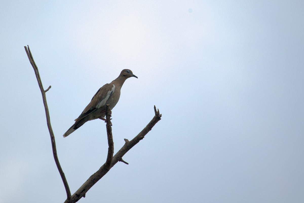 White-winged Dove - ML641418246