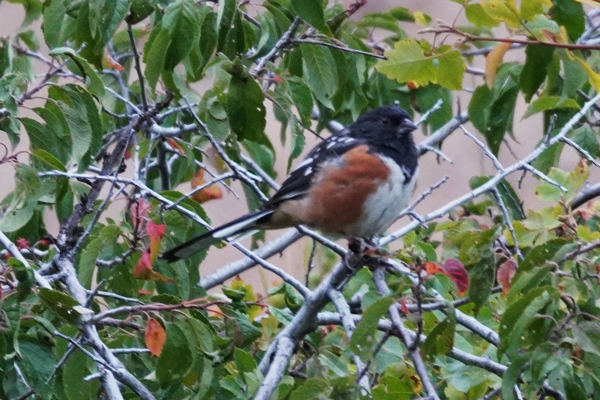 Spotted Towhee - ML641418250