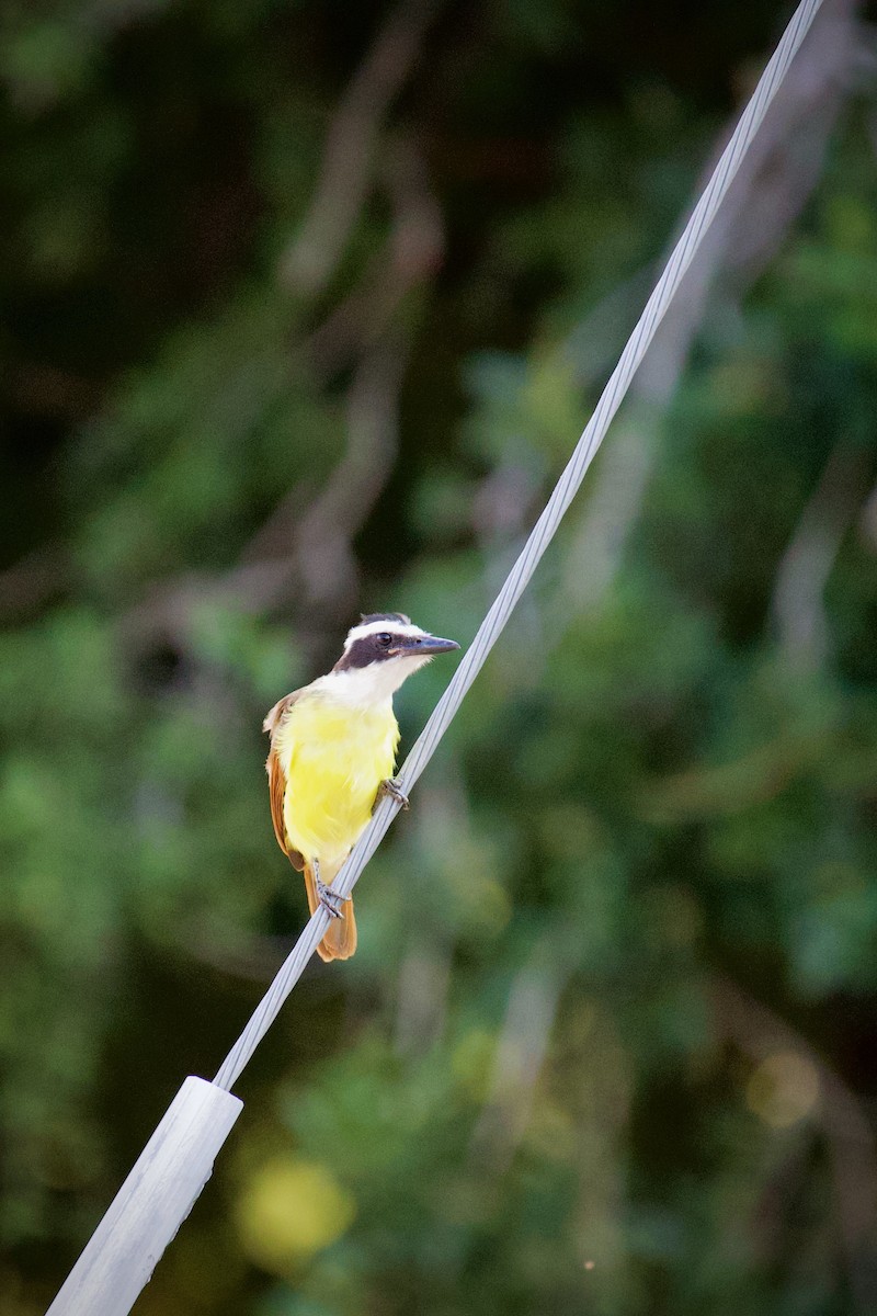Great Kiskadee - ML641418257