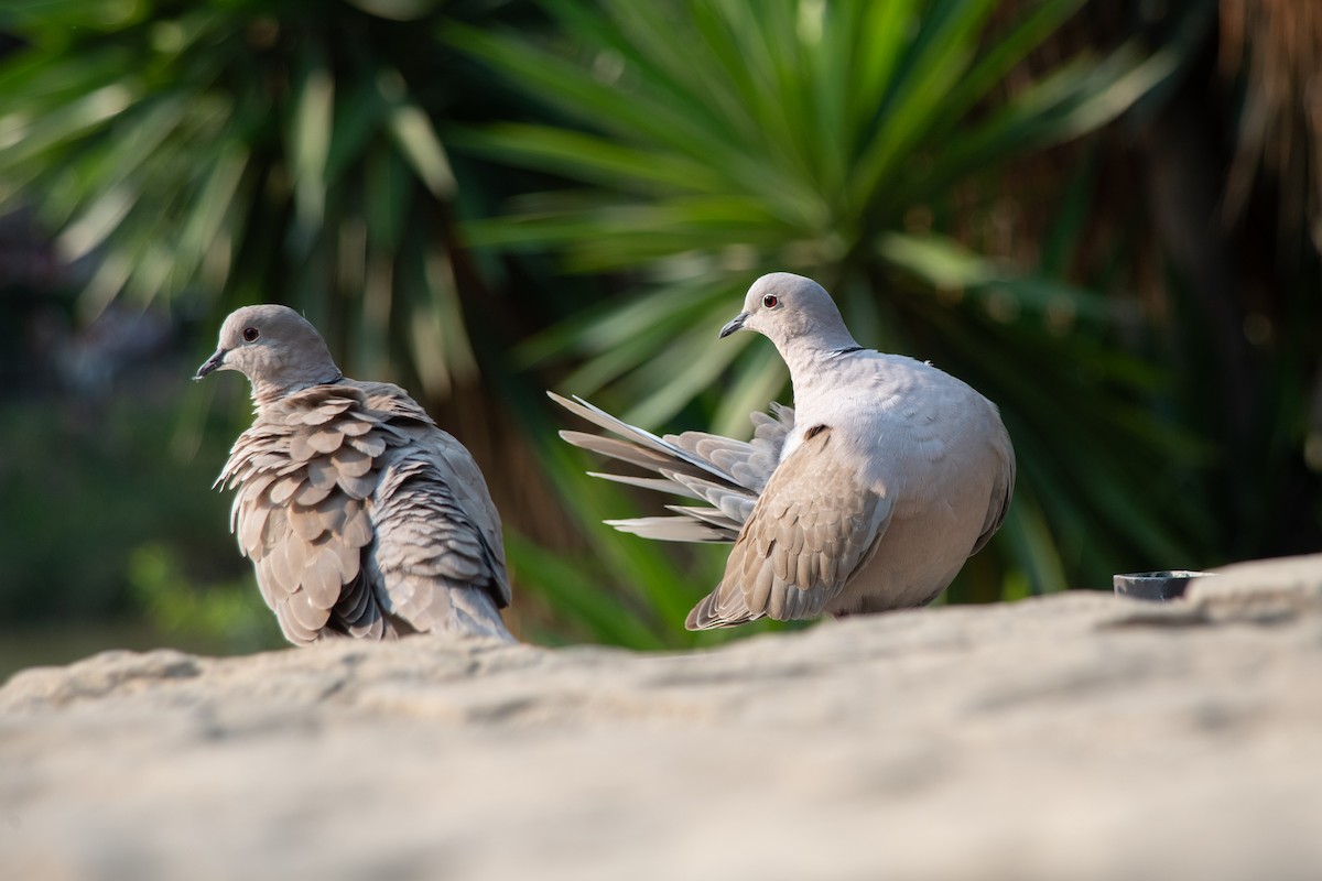 Eurasian Collared-Dove - ML641418279