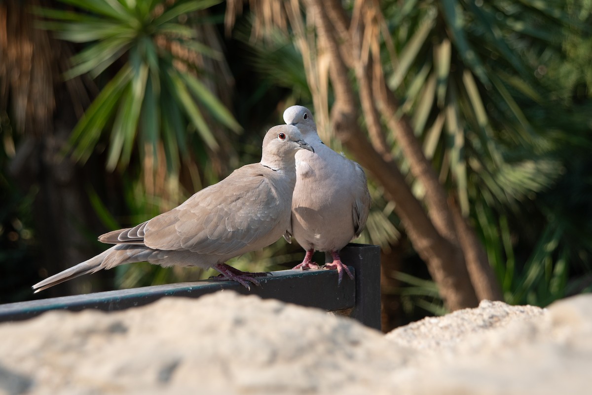 Eurasian Collared-Dove - ML641418280