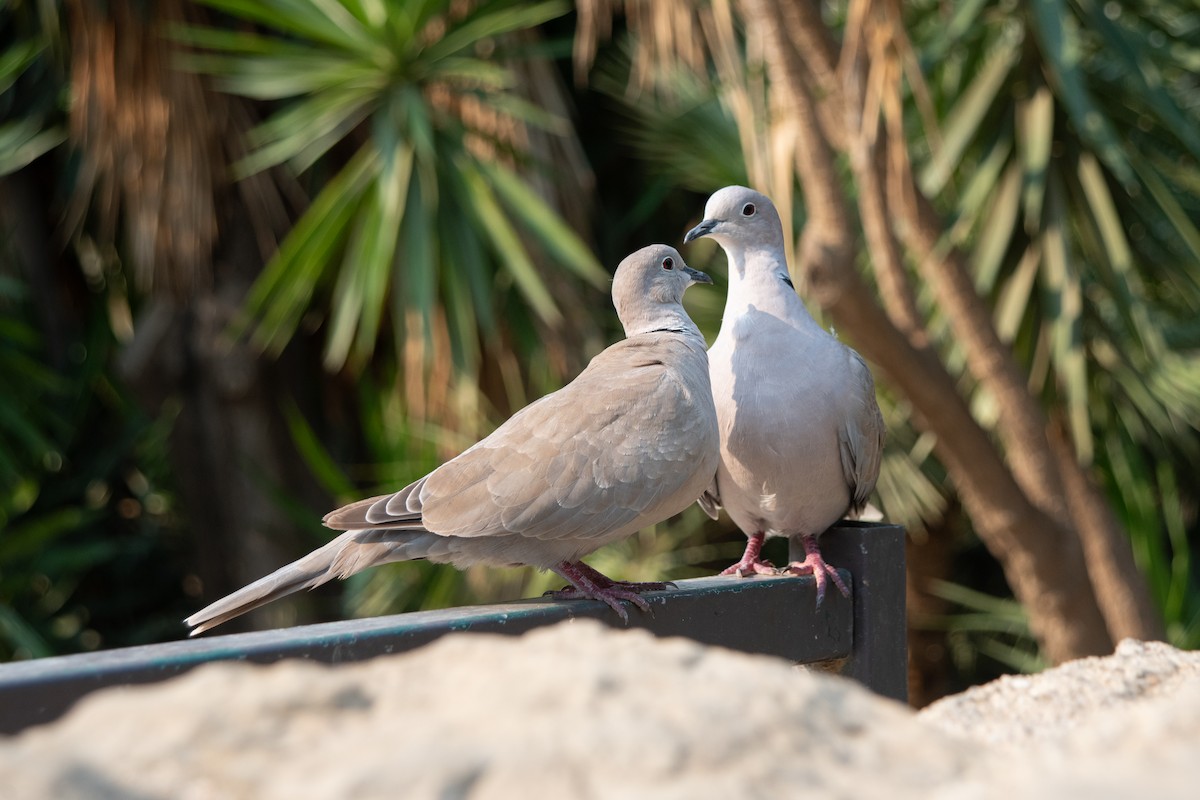 Eurasian Collared-Dove - ML641418281