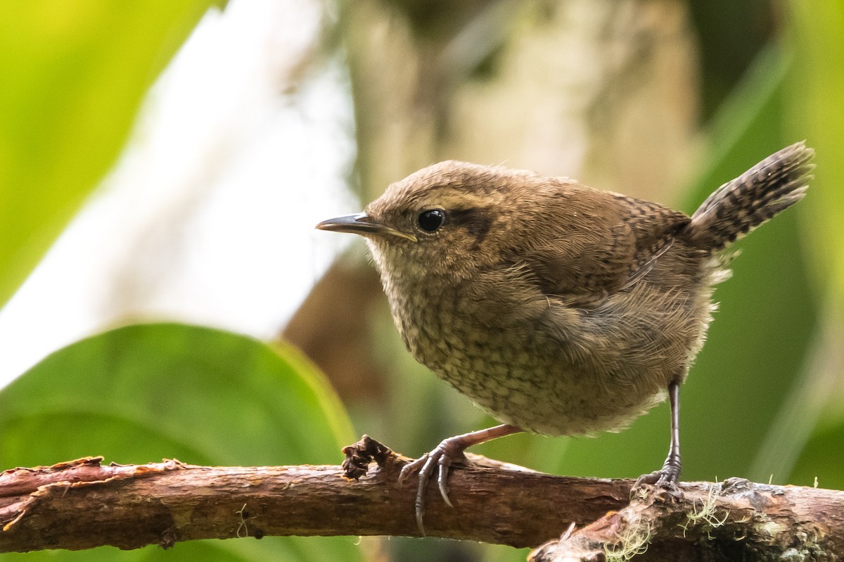 Mountain Wren - ML641418299