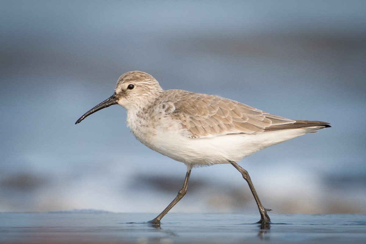 Curlew Sandpiper - ML641418304