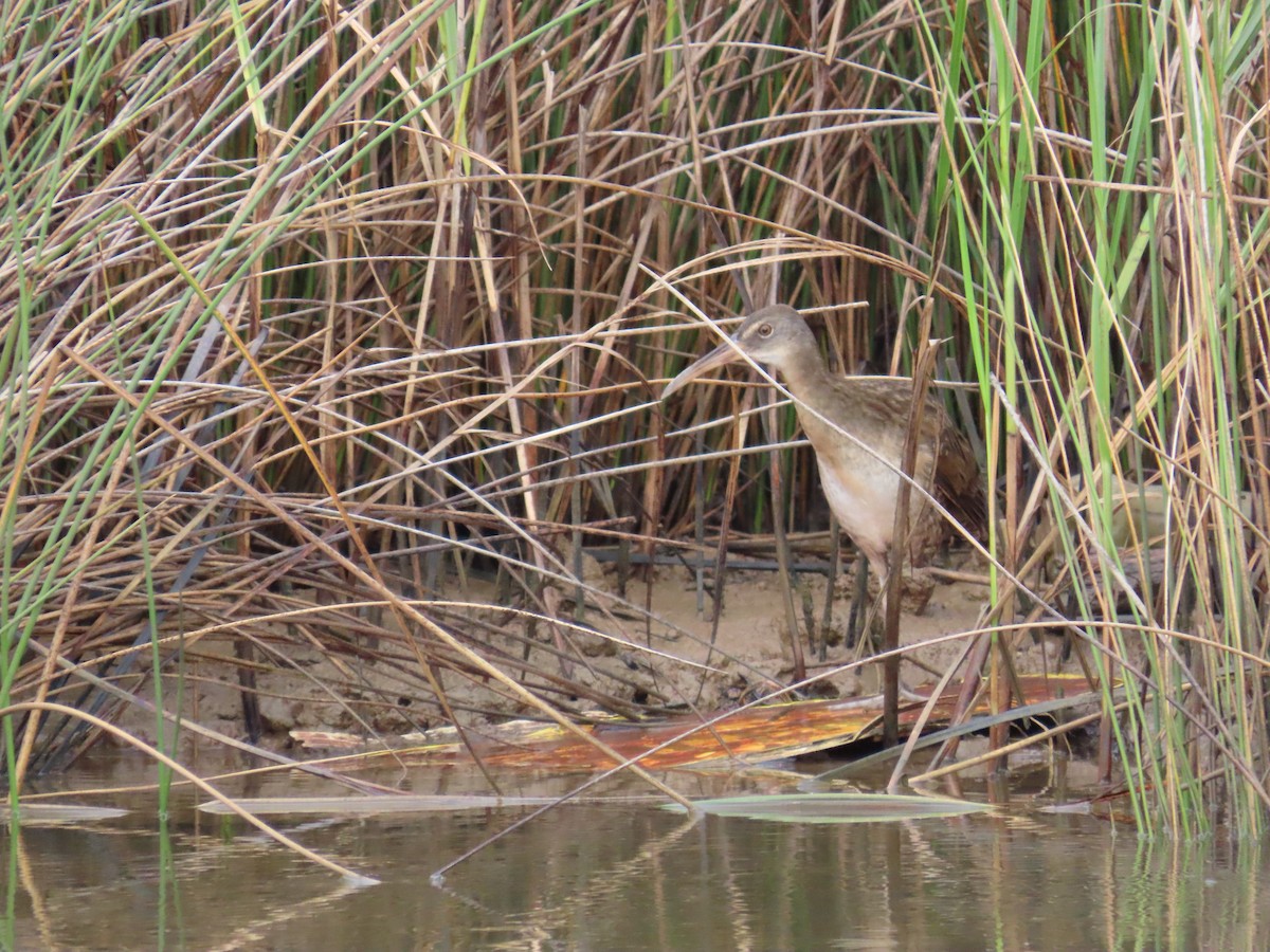 Clapper Rail - ML641418349