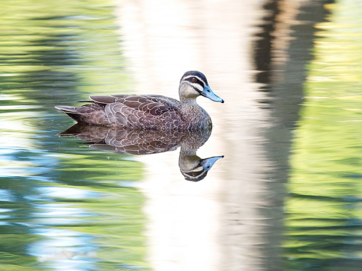 Pacific Black Duck - ML641418351