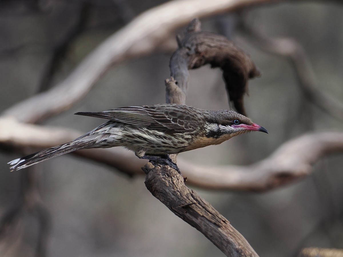 Spiny-cheeked Honeyeater - ML641418352