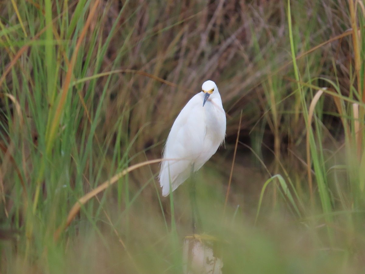 Snowy Egret - ML641418362