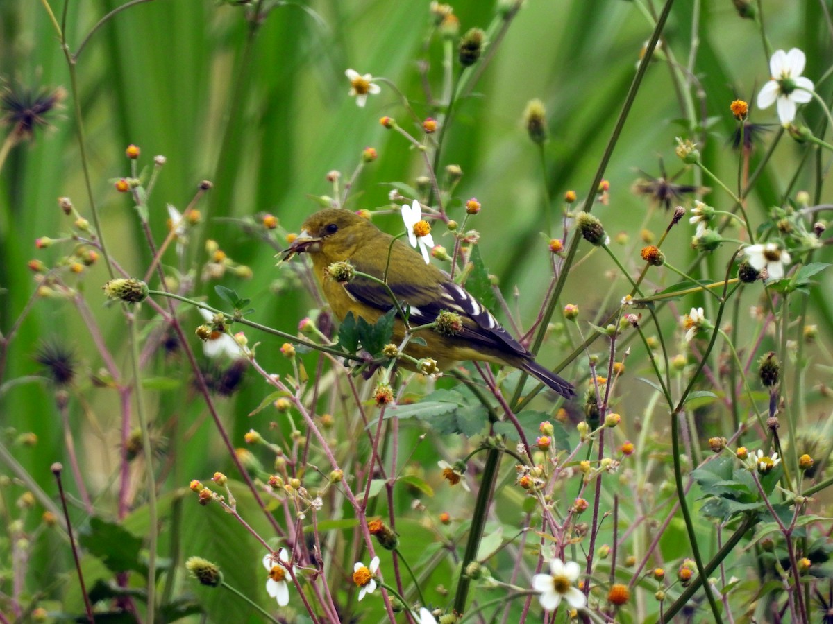 Lesser Goldfinch - ML641418363