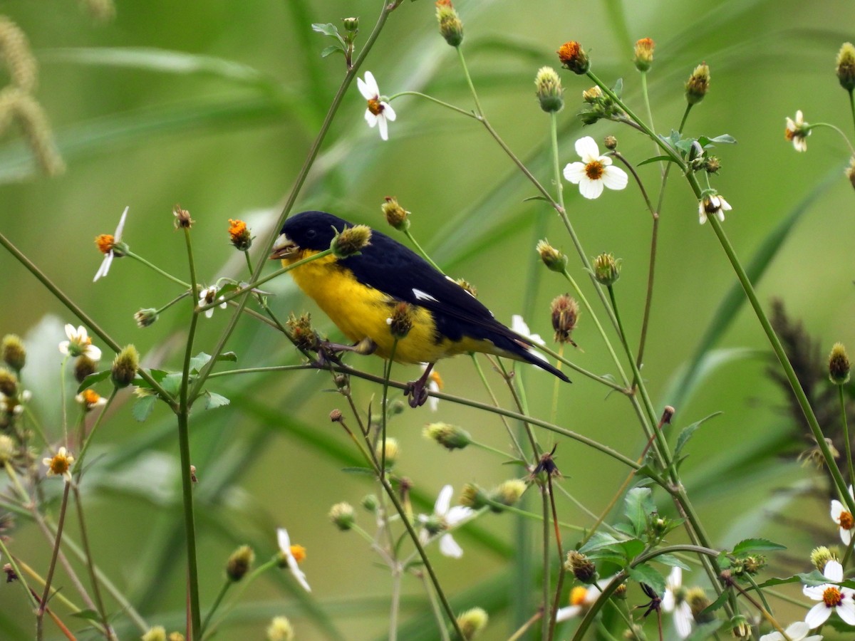 Lesser Goldfinch - ML641418364