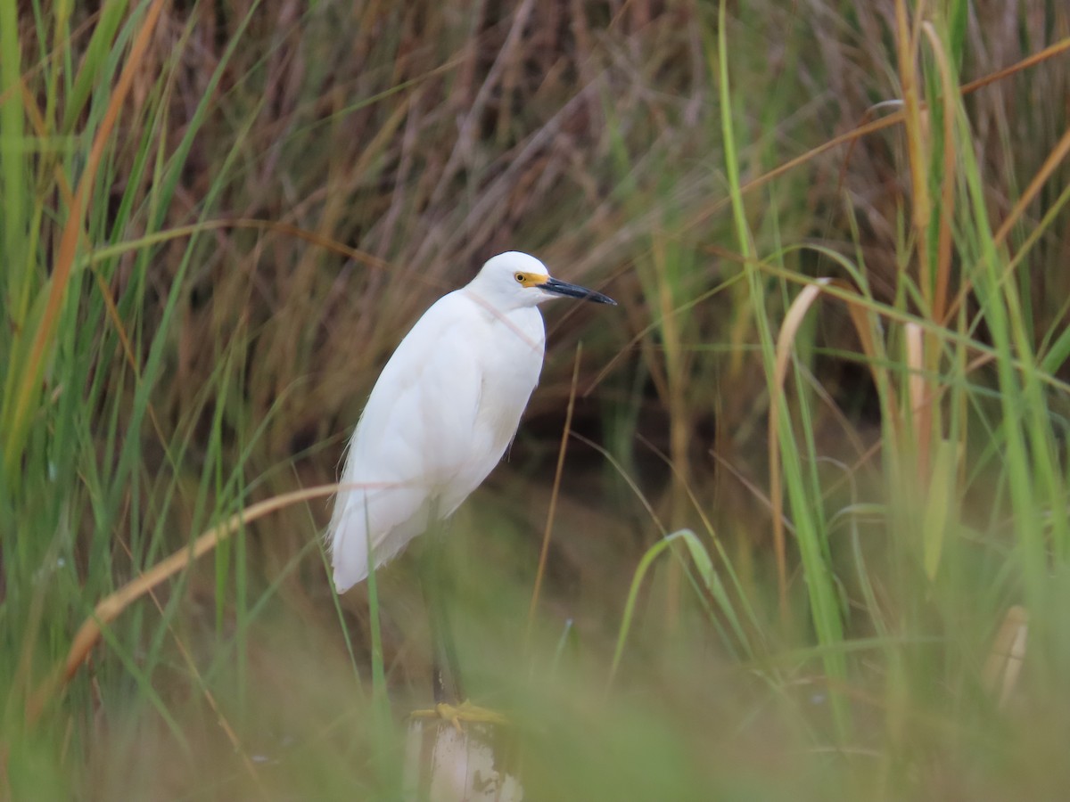 Snowy Egret - ML641418366