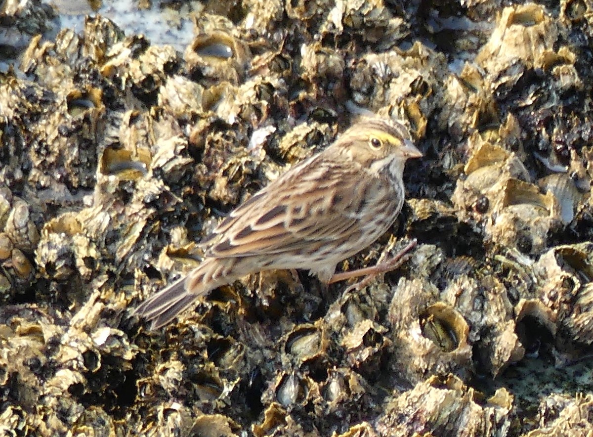 Savannah Sparrow - ML641418393