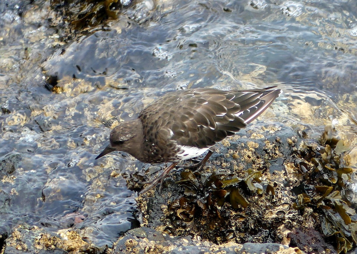 Black Turnstone - ML641418395