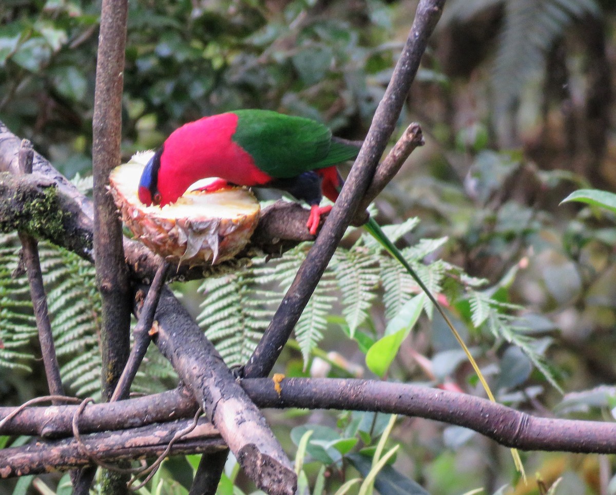 Stella's Lorikeet - ML641418397