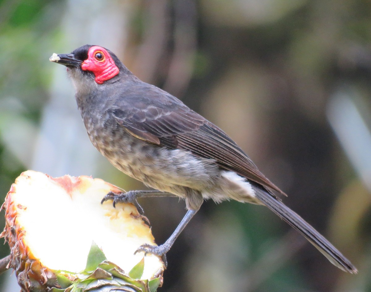 Smoky Honeyeater - ML641418410