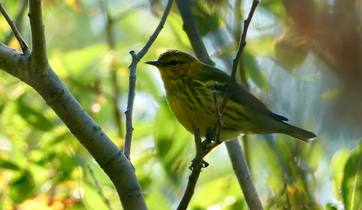 Cape May Warbler - ML641418415