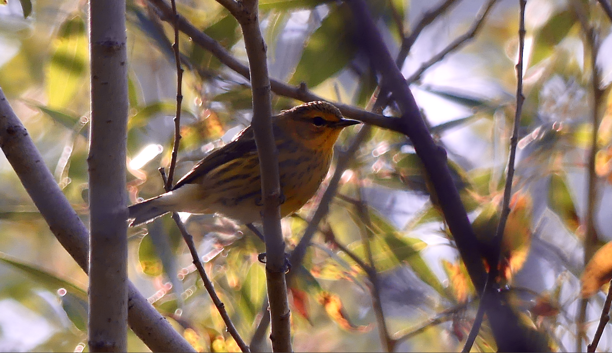 Cape May Warbler - ML641418420