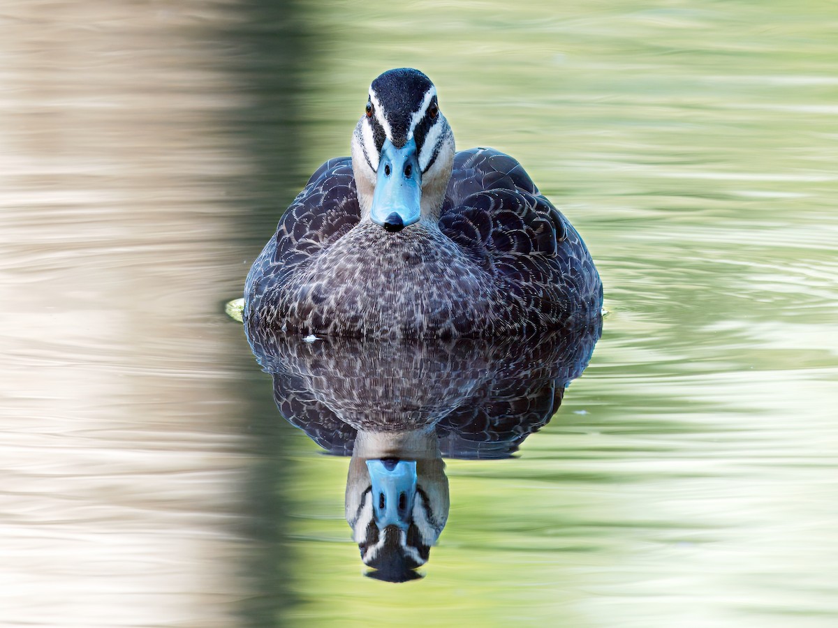 Pacific Black Duck - ML641418421