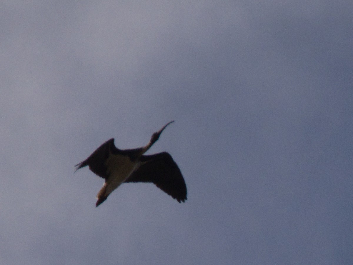 Straw-necked Ibis - ML641418423