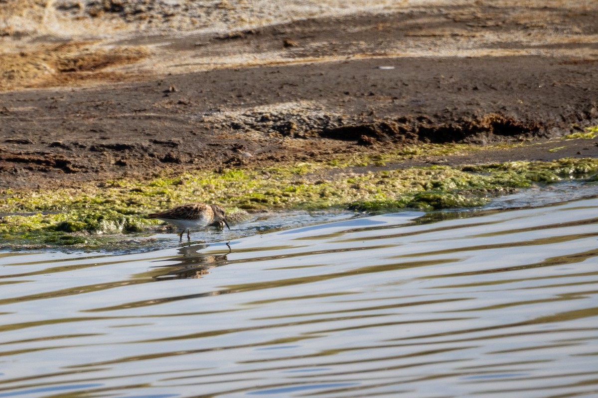 Least Sandpiper - ML641418427