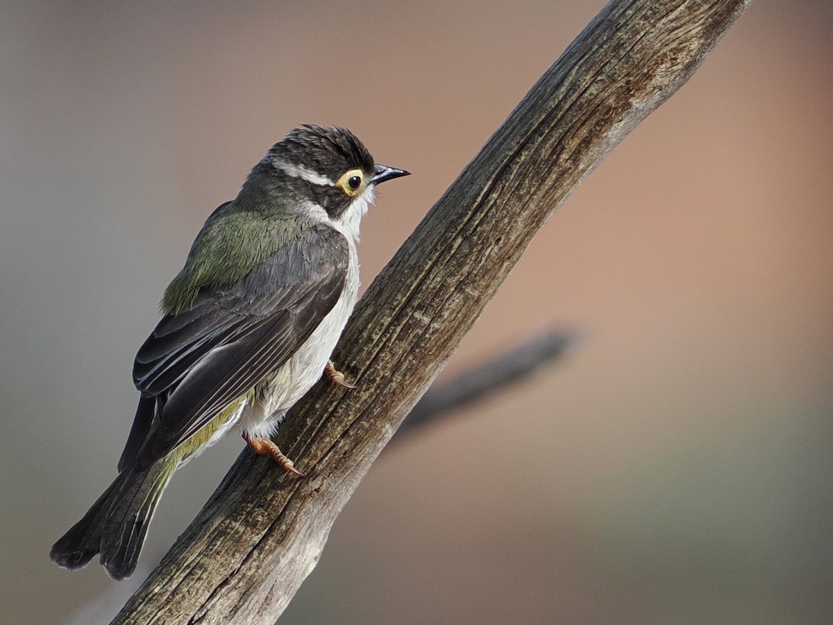 Brown-headed Honeyeater - ML641418428