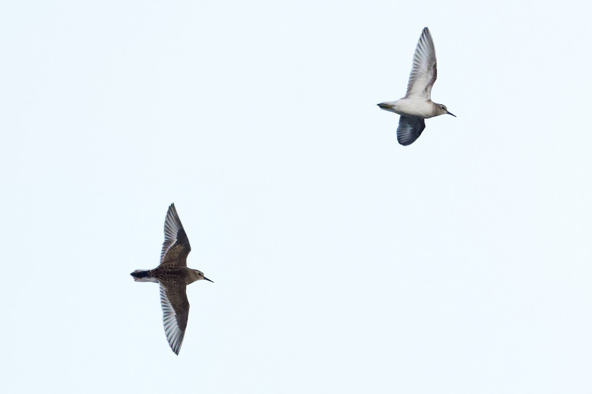 Least Sandpiper - ML641418430
