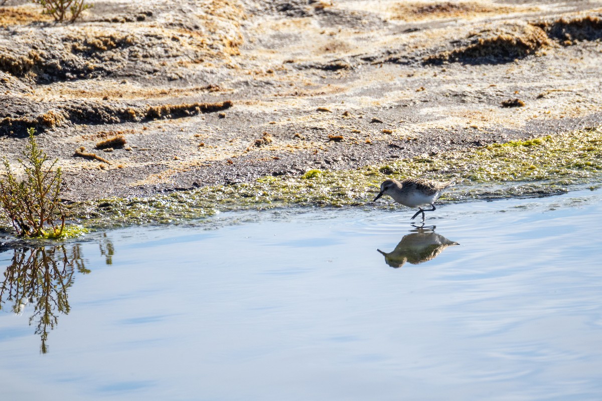 Semipalmated Sandpiper - ML641418433