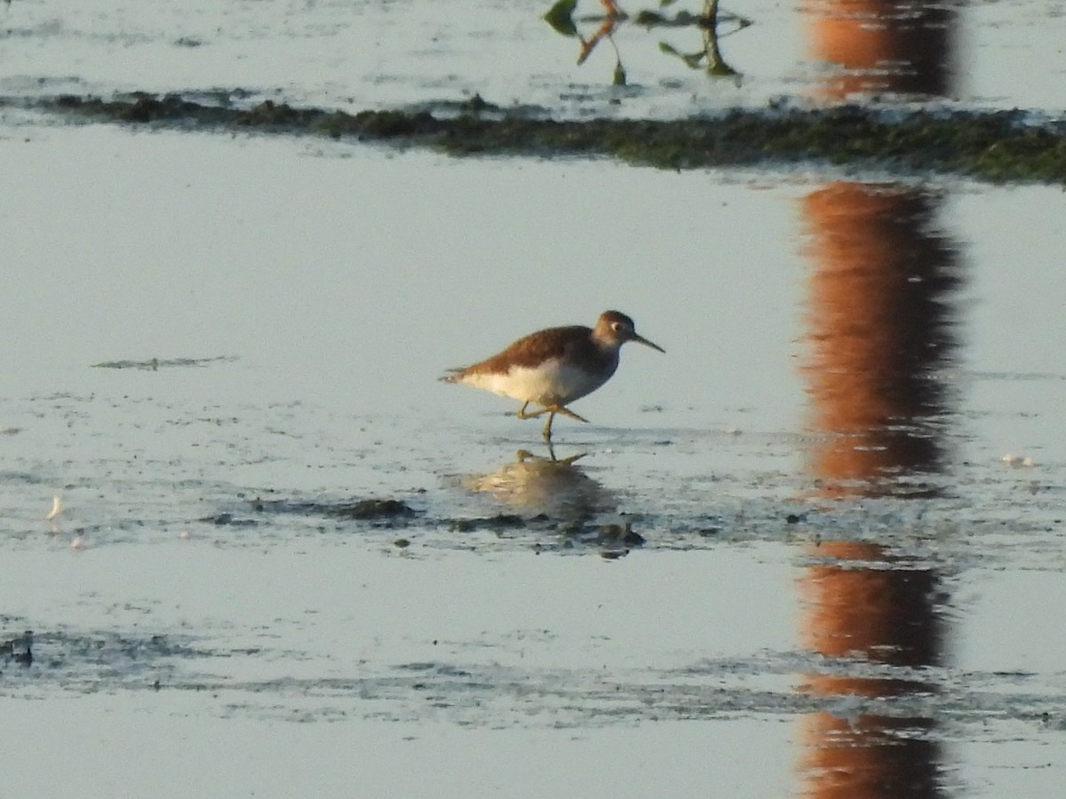 Solitary Sandpiper - ML641418436