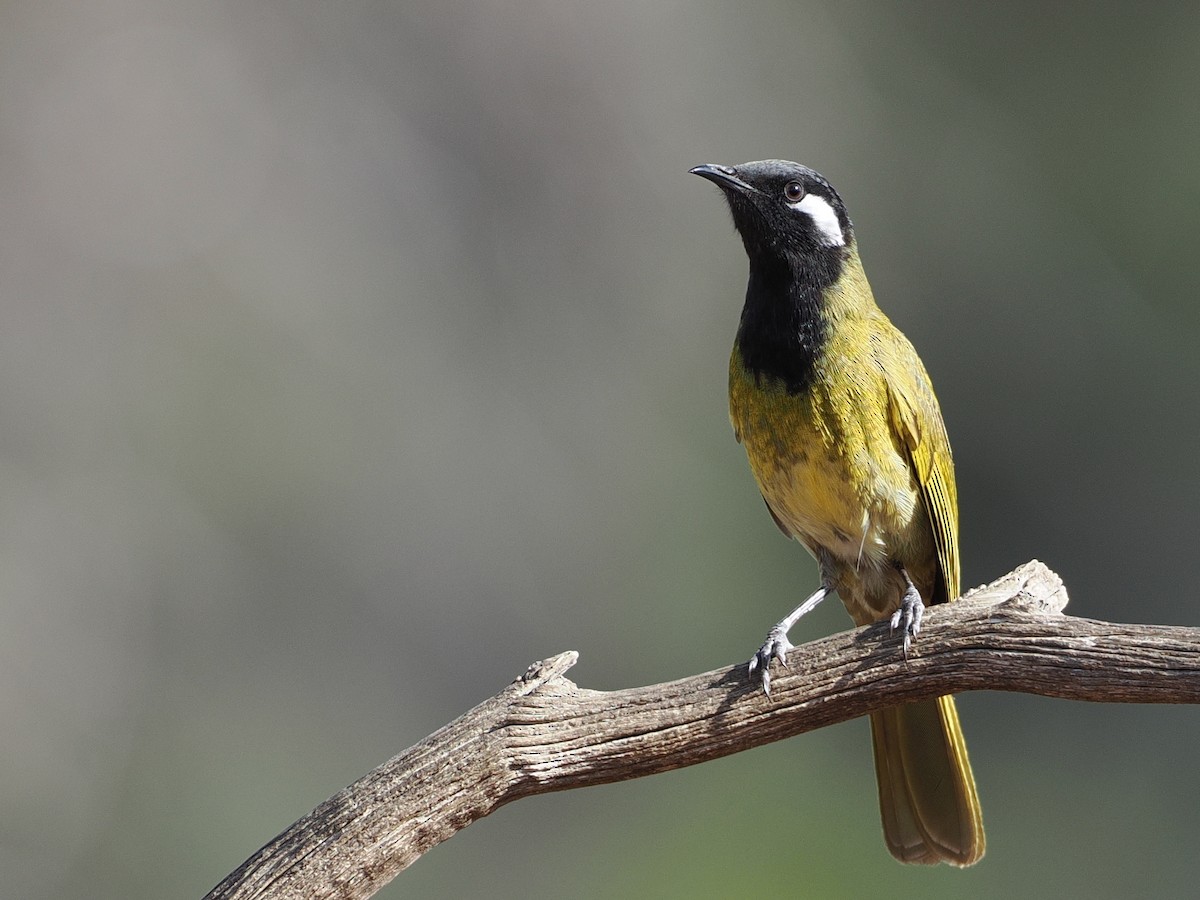White-eared Honeyeater - ML641418437