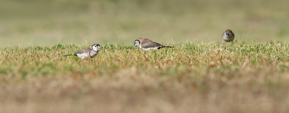 Double-barred Finch - ML641418442