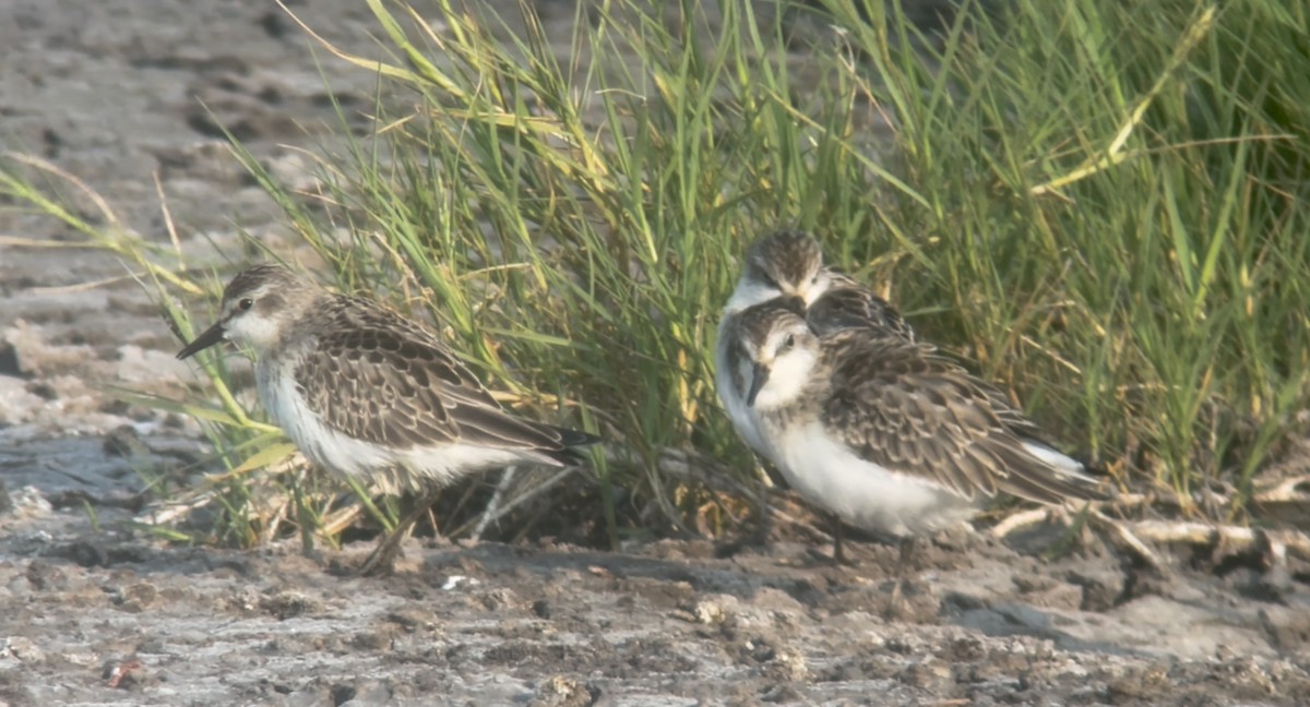 Semipalmated Sandpiper - ML641418449