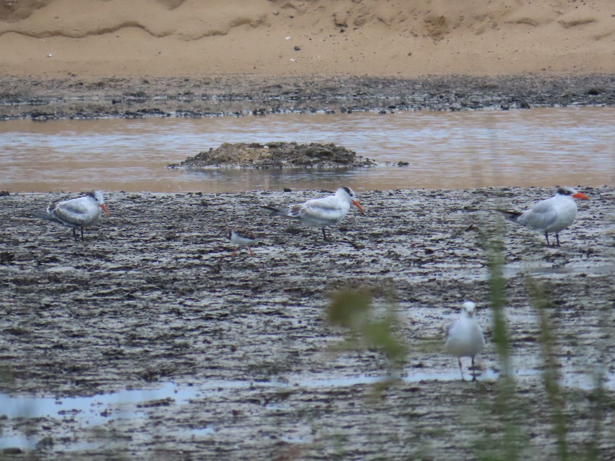 Royal Tern - ML641418451