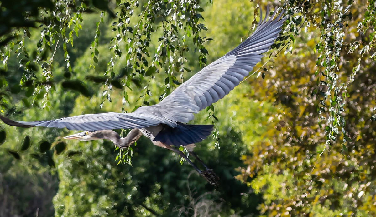 Great Blue Heron - ML641418458