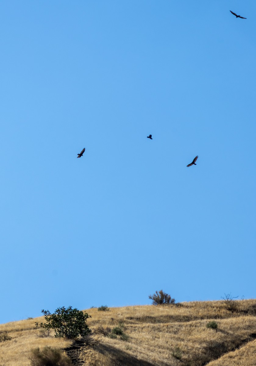 Turkey Vulture - ML641418471