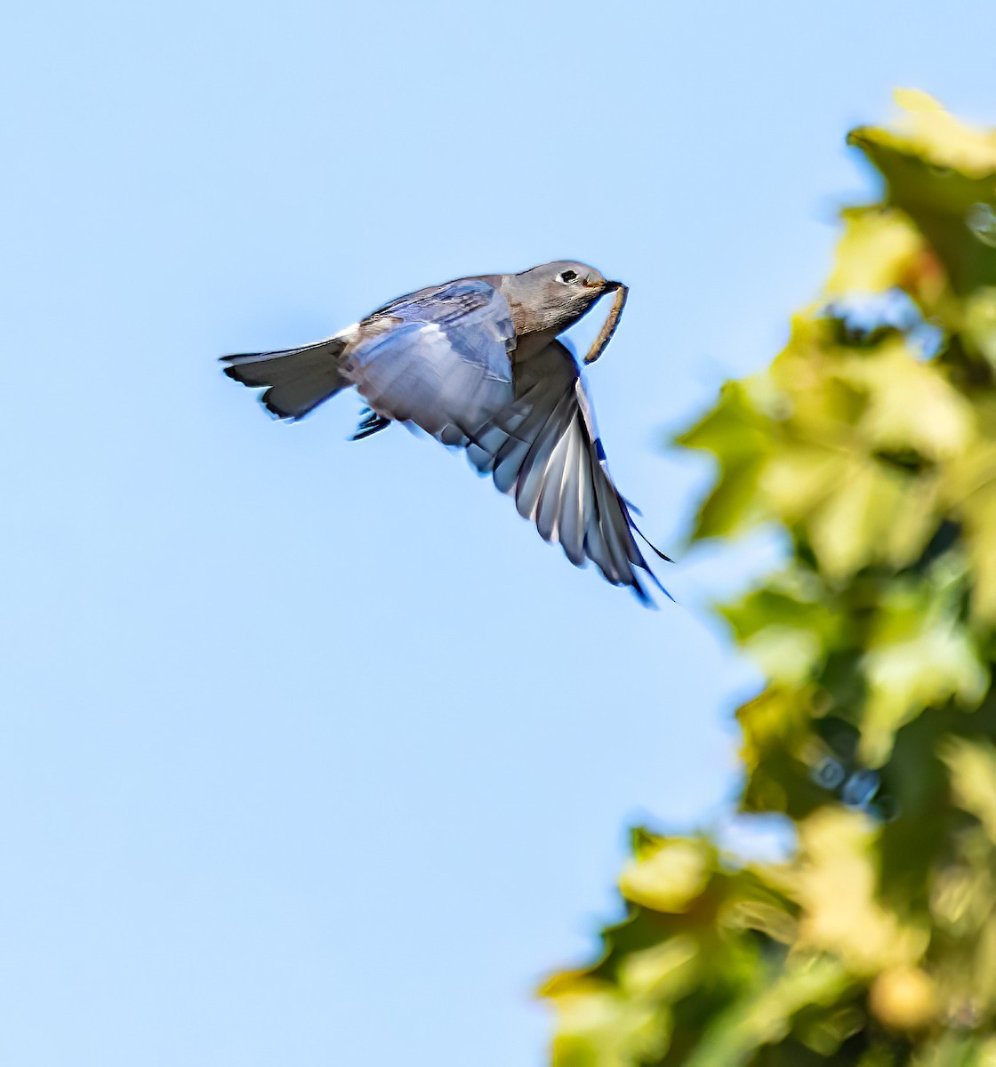 Western Bluebird - ML641418486