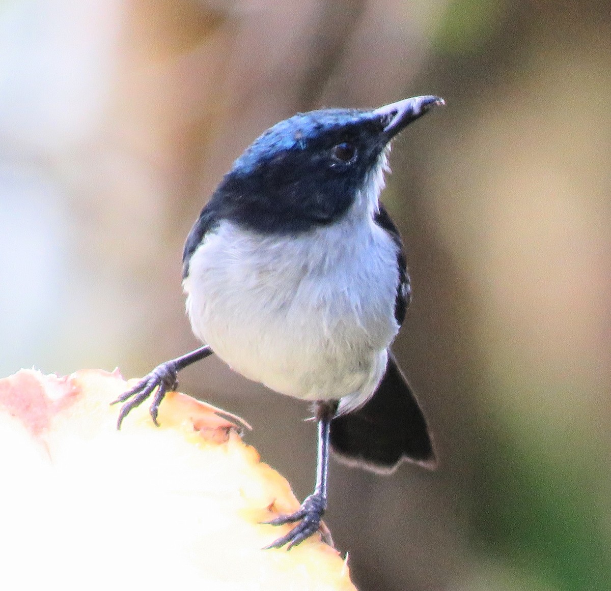 Fan-tailed Berrypecker - ML641418493