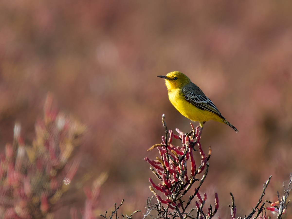 Yellow Chat - ML641418524