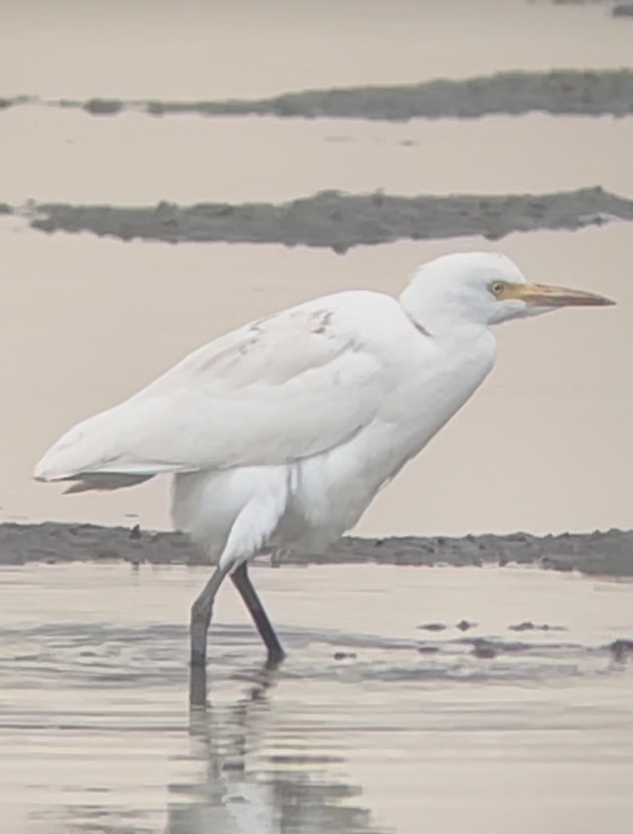 volavka rusohlavá - ML641418527