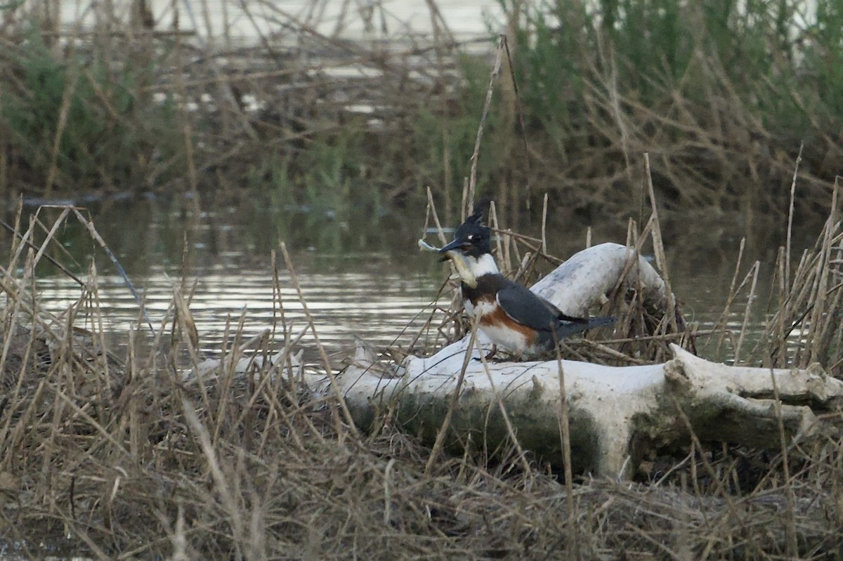 Belted Kingfisher - ML641418540