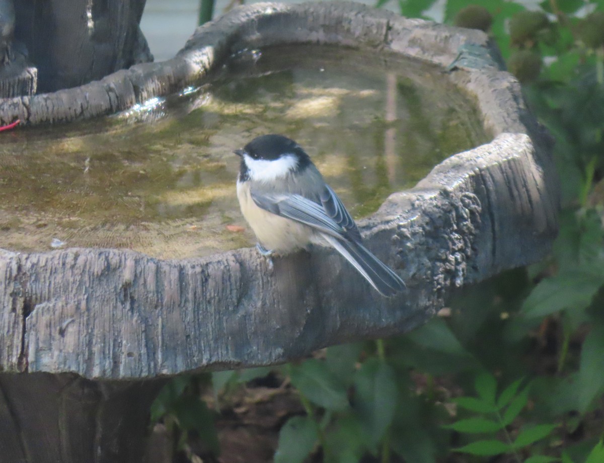 Black-capped Chickadee - ML641418543