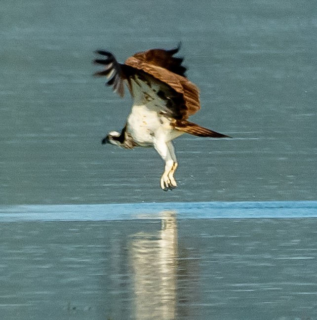 魚鷹 - ML641418549