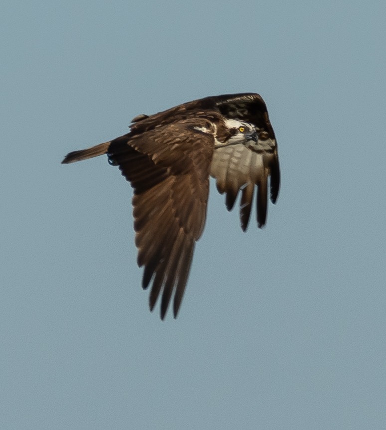 魚鷹 - ML641418550