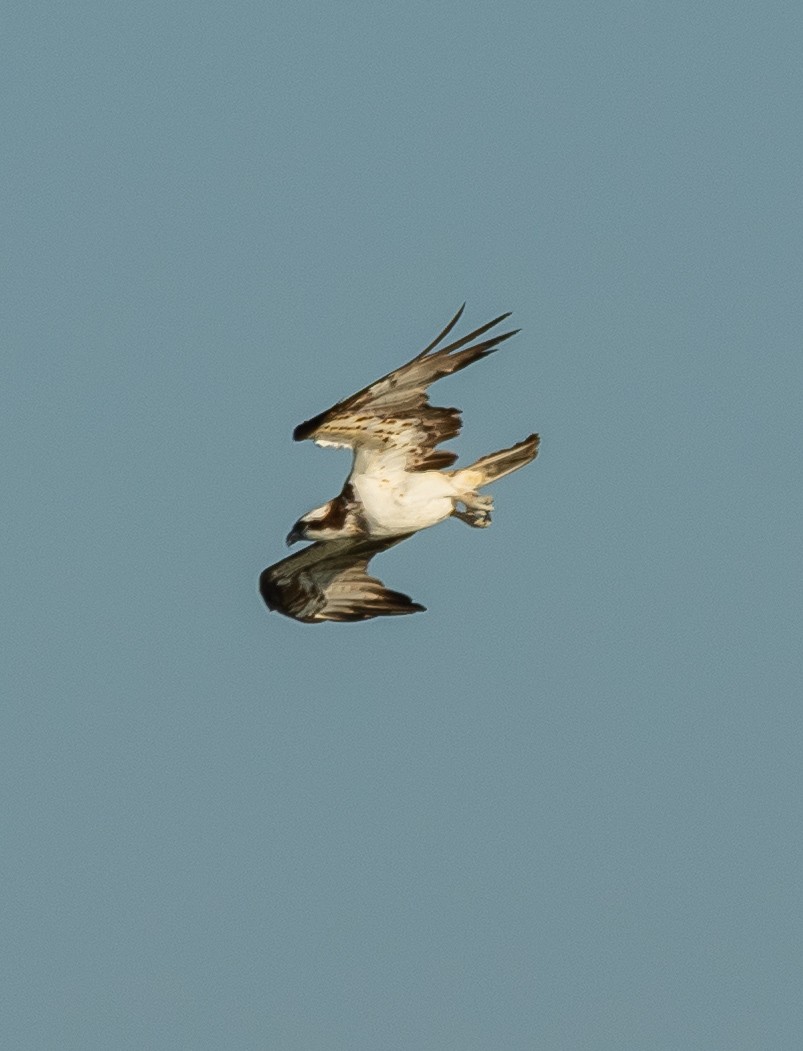 魚鷹 - ML641418552