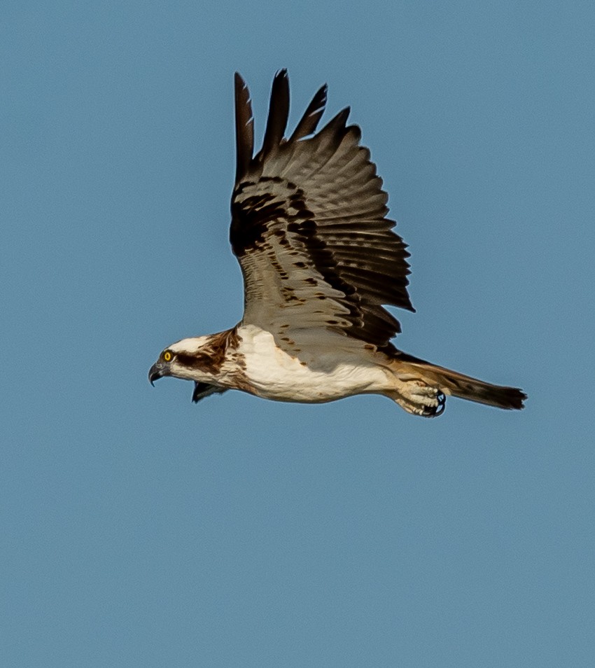 魚鷹 - ML641418555