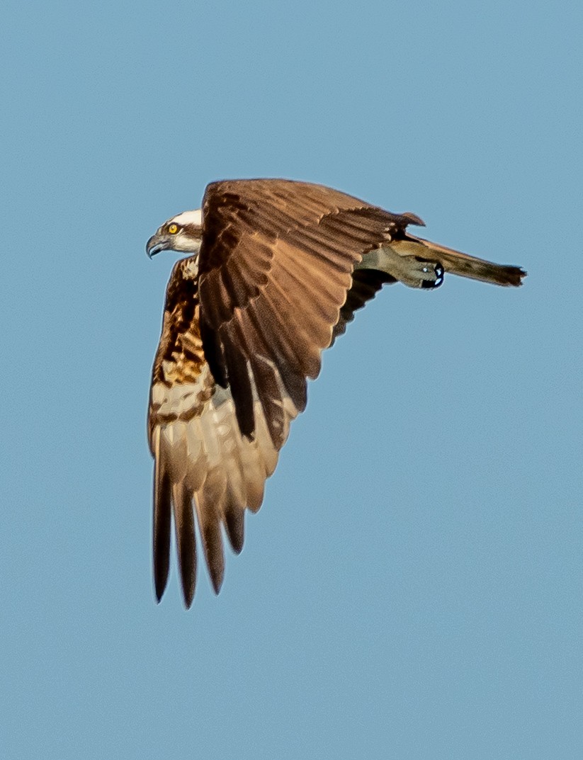 魚鷹 - ML641418556