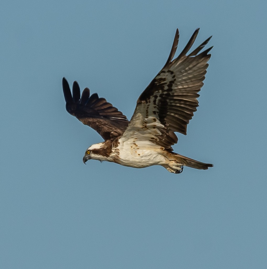 魚鷹 - ML641418557