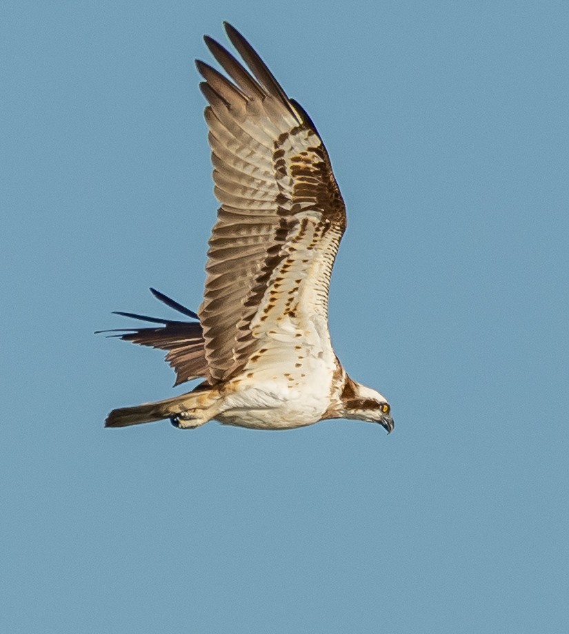 魚鷹 - ML641418561