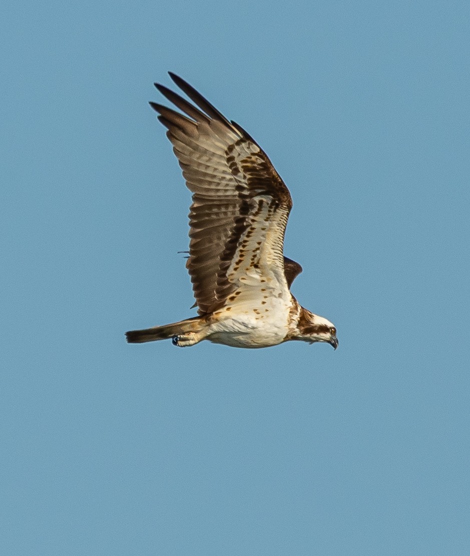 魚鷹 - ML641418562